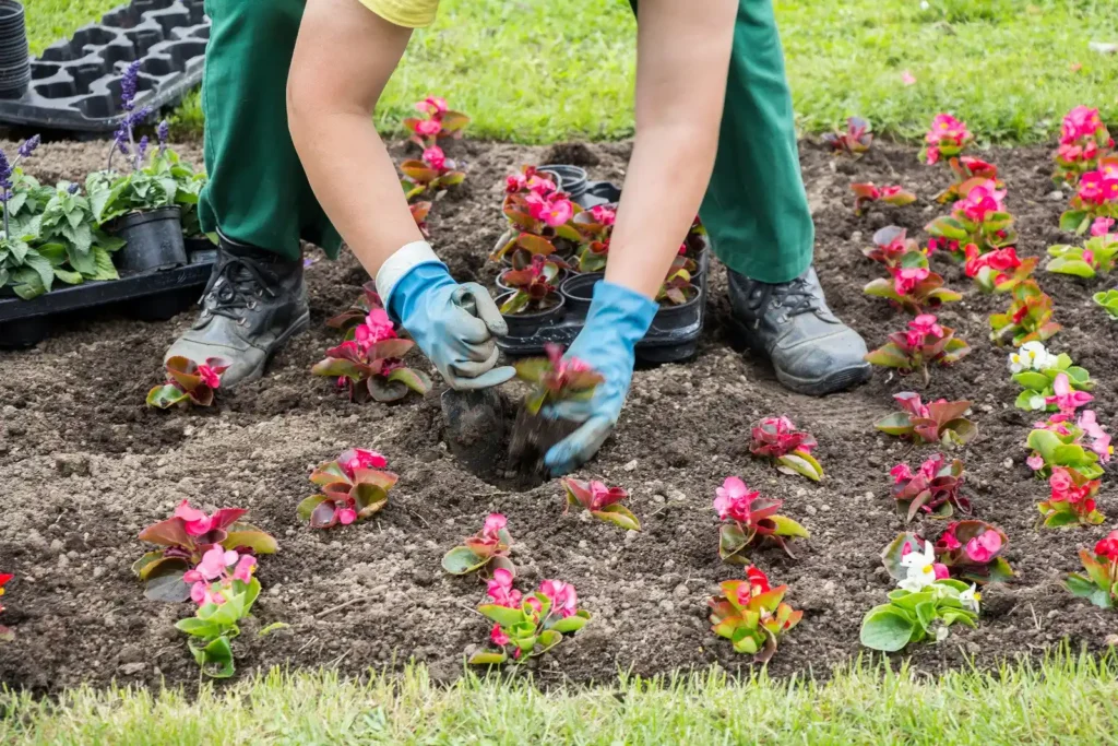 Preparing flower beds